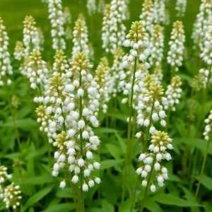 Cluster of Poison Hemlock plants with white flowers and purple-spotted stems